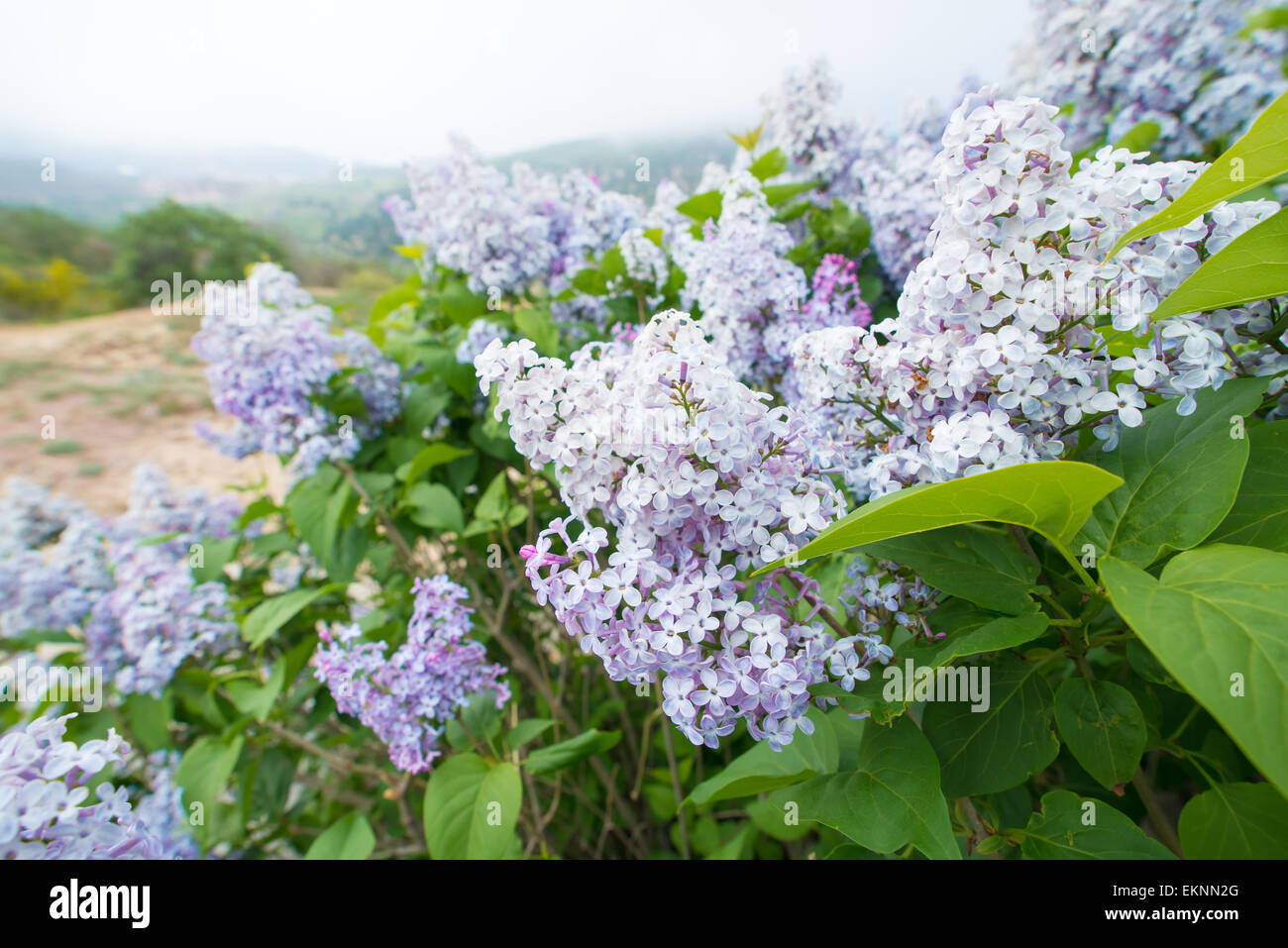 violet flowers of lilac Stock Photo