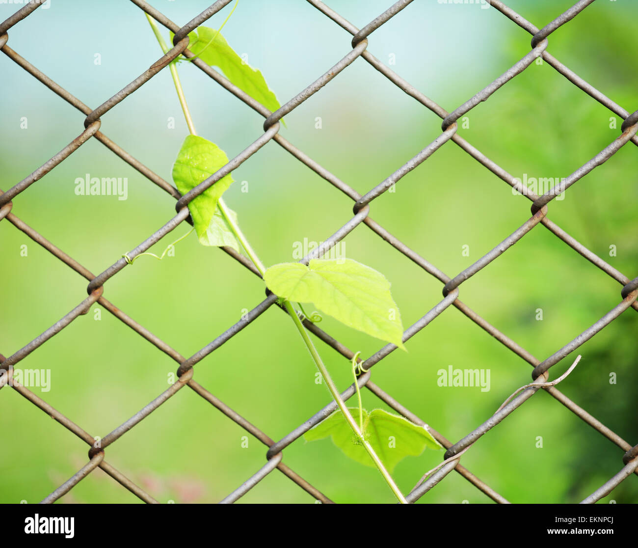 Chain link fence with fresh plant Stock Photo Alamy
