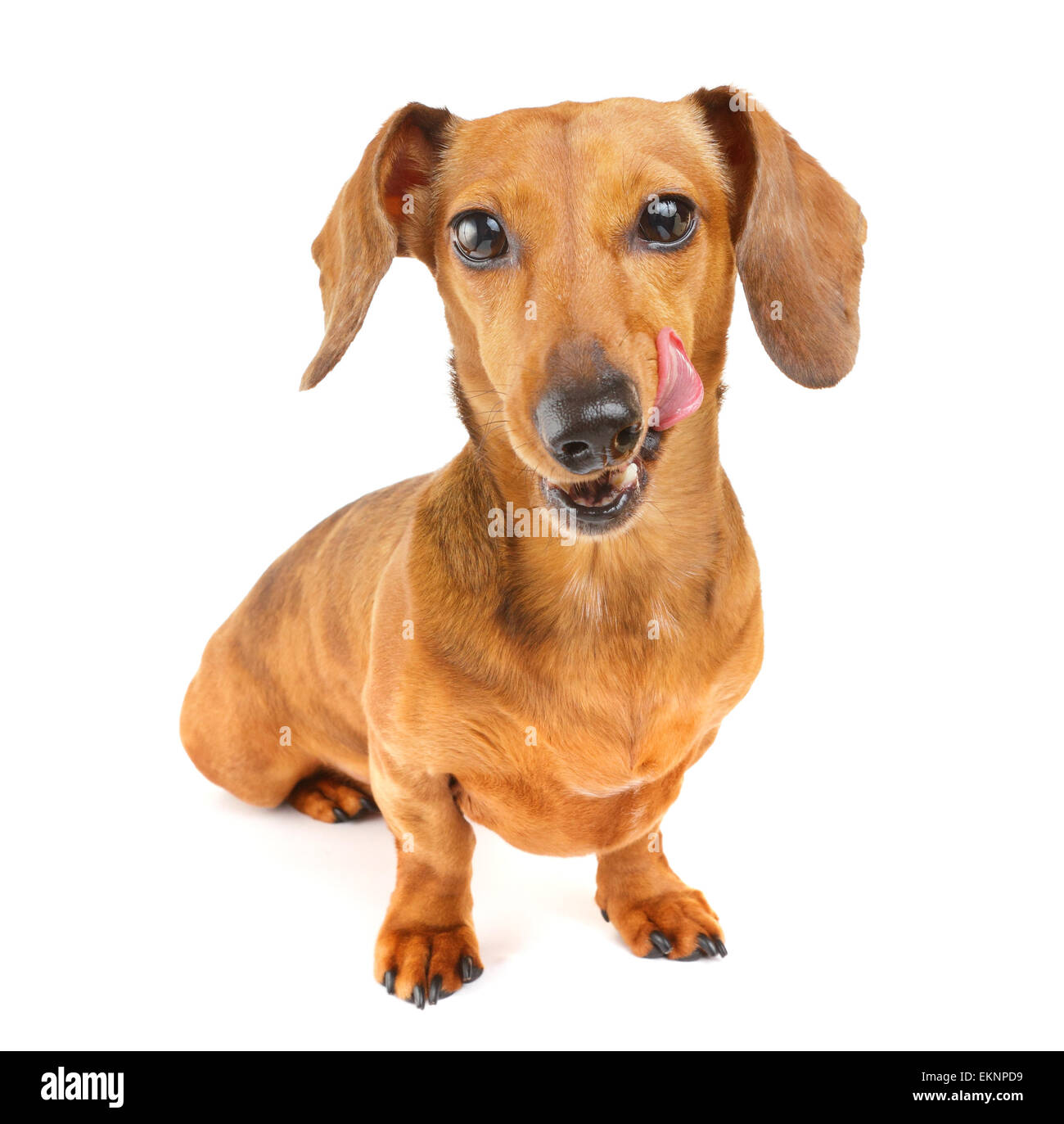 Dachshund dog wait for yummy food Stock Photo