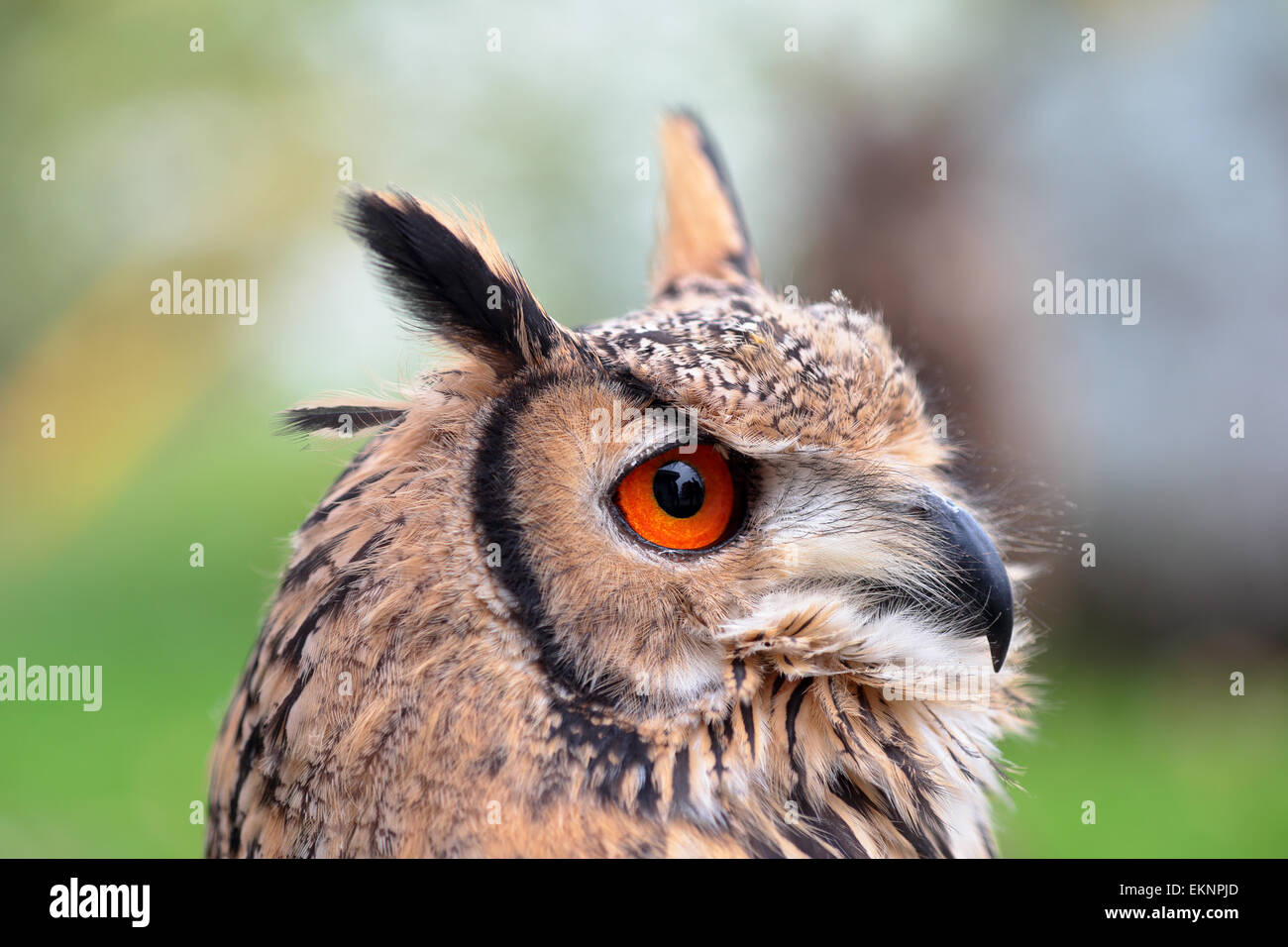 Portrait of an indian eagle-owl, also called the rock eagle-owl or Bengal eagle-owl, Bubo bengalensis, looking ahead Stock Photo