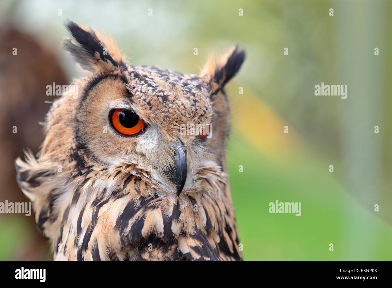 Portrait of a rock eagle-owl, Bubo bengalensis, looking behind Stock Photo