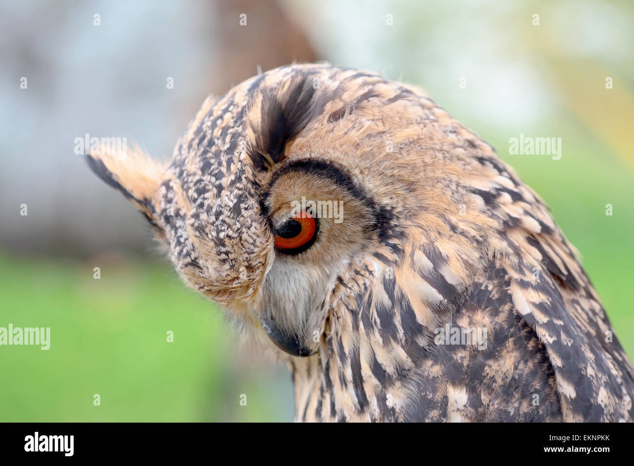 Portrait of a rock eagle-owl, Bubo bengalensis, looking at bottom Stock Photo