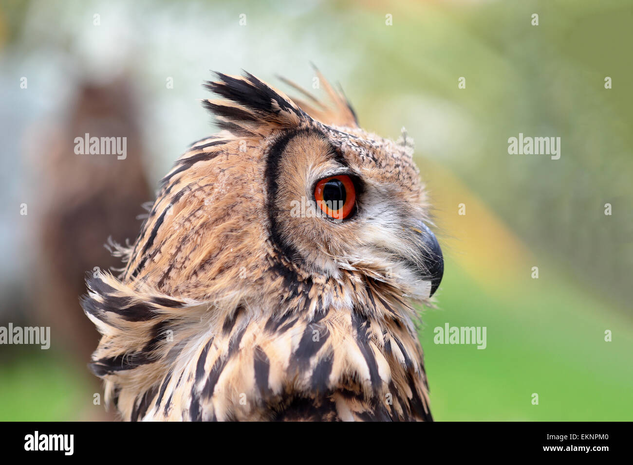 Portrait of an indian eagle-owl, Bubo bengalensis, looking behind Stock Photo