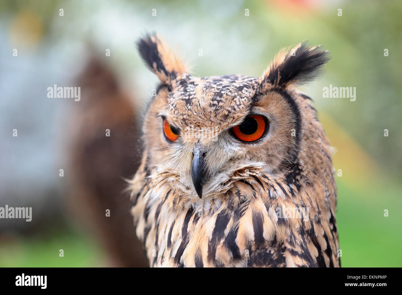 Portrait of an indian eagle-owl, Bubo bengalensis, looking ahead Stock Photo