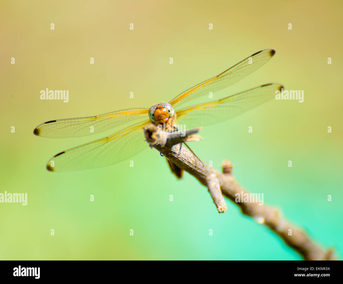 Dragonfly resting on the branch Stock Photo - Alamy