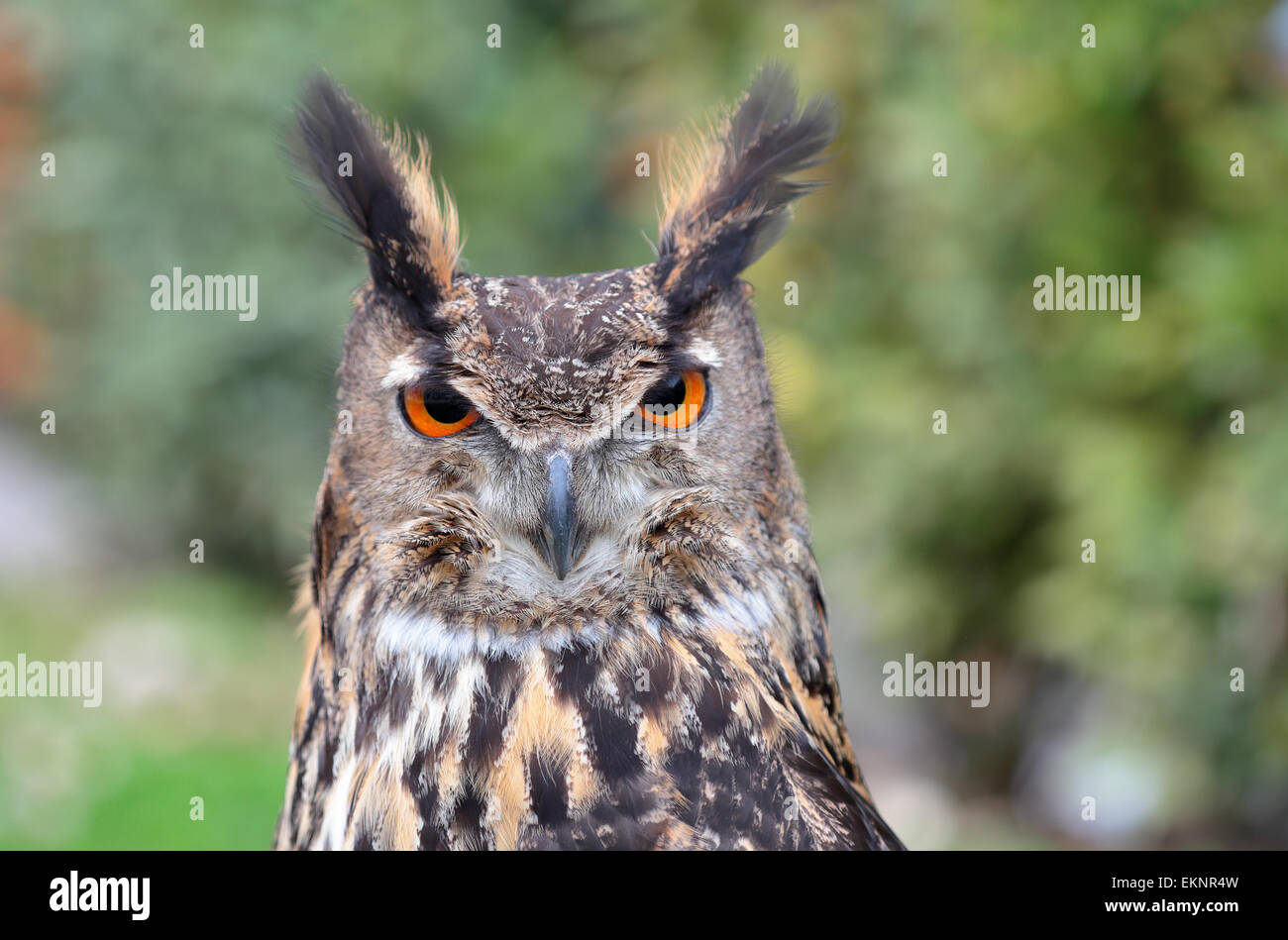 Portrait of an eurasian eagle-owl, Bubo bubo, looking at camera Stock Photo