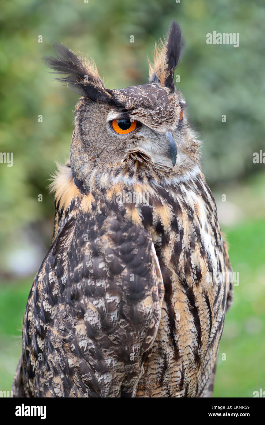 Portrait of an eurasian eagle-owl, Bubo bubo, looking ahead Stock Photo