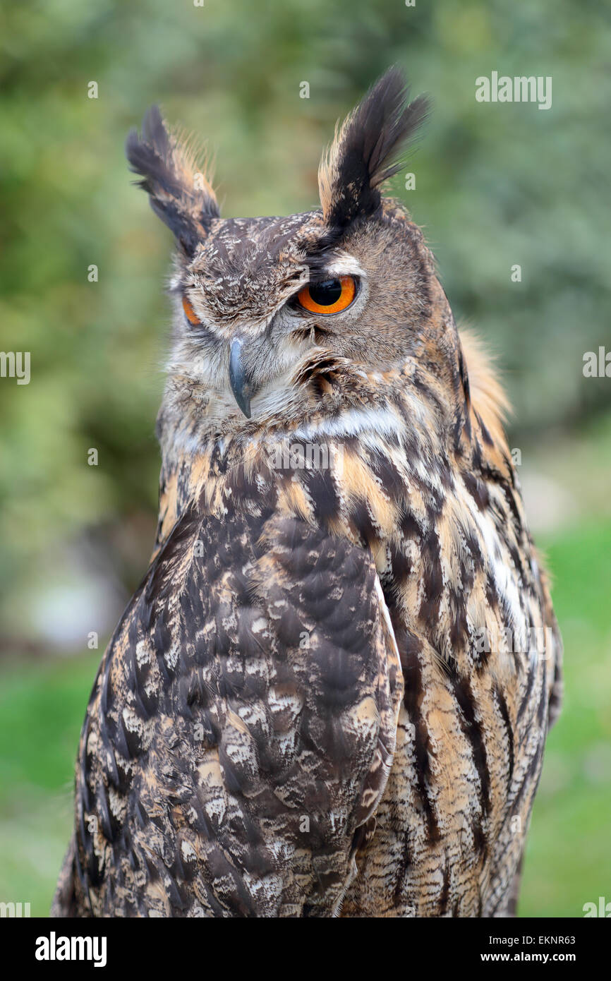 Portrait of an eurasian eagle-owl, Bubo bubo, looking behind Stock Photo