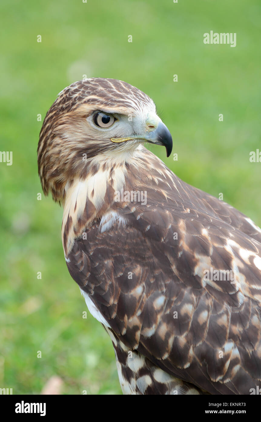 Portrait of a red-tailed hawk, Buteo jamaicensis, looking at behind Stock Photo