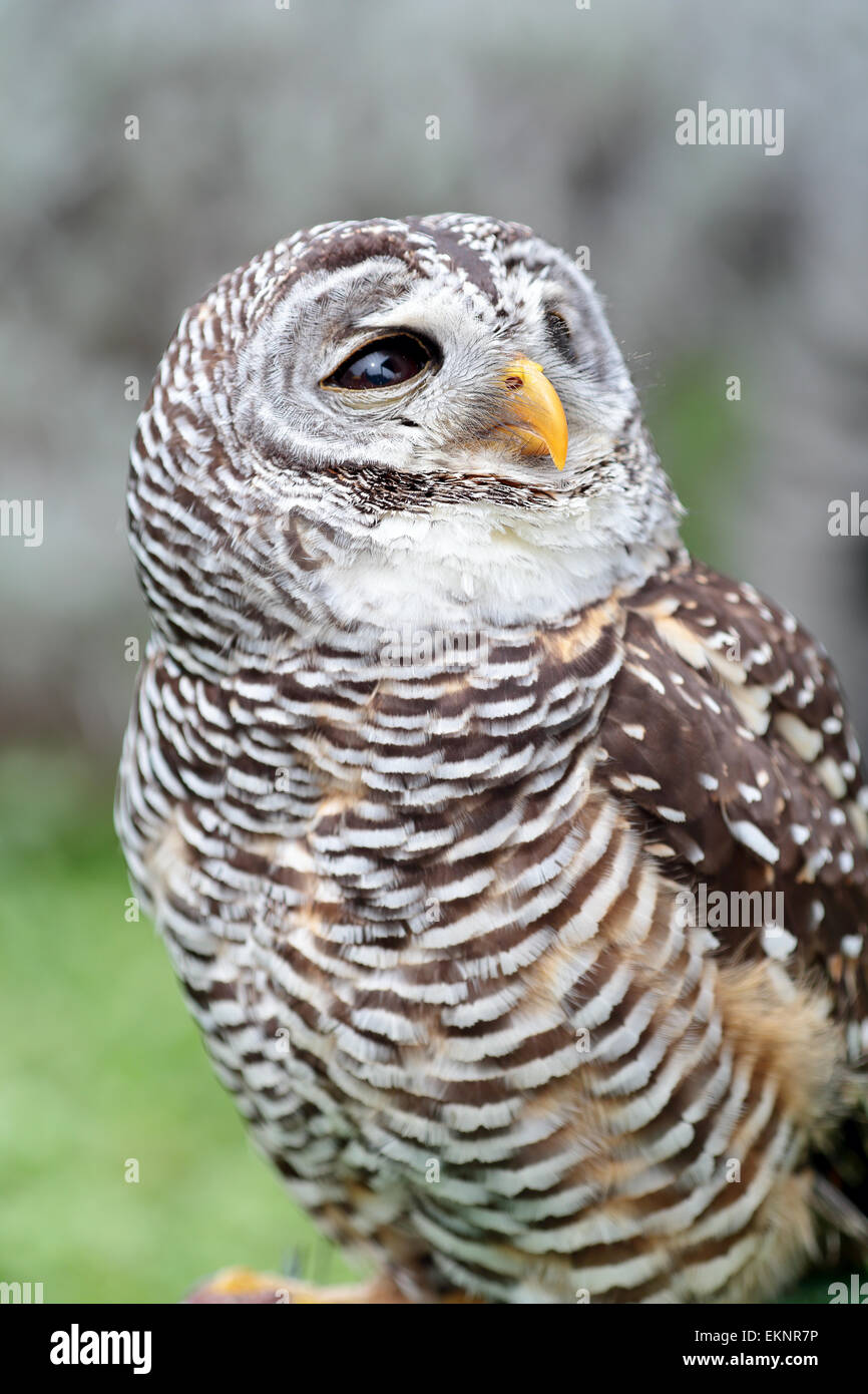 A barred owl, Strix varia, is looking behind Stock Photo