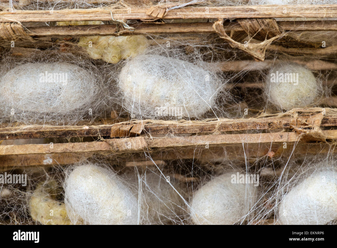 Silkworm farm hires stock photography and images Alamy