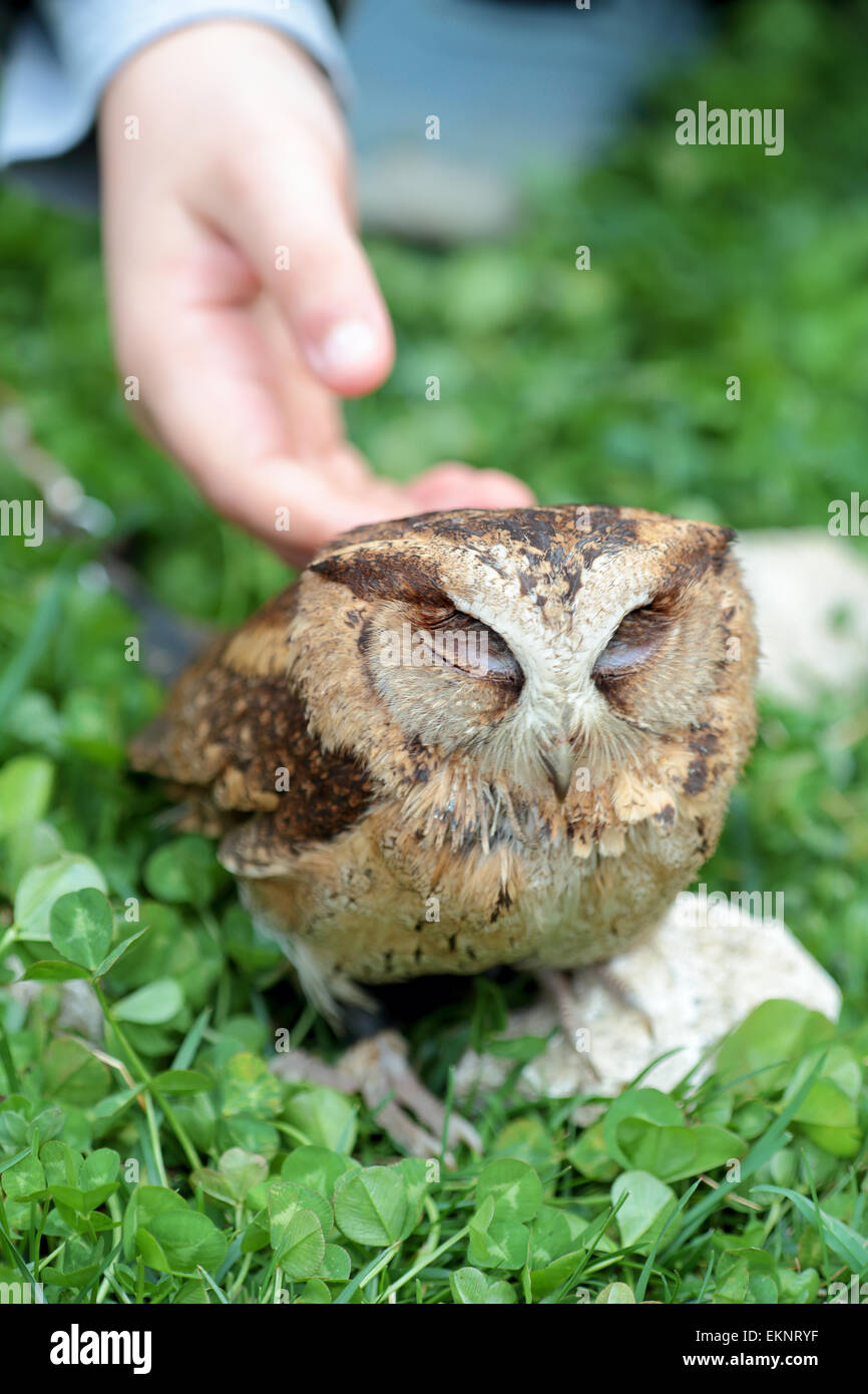 Hand of a child softly caressing a small sunda scops owl, Otus lempiji, on a stone in the grass Stock Photo