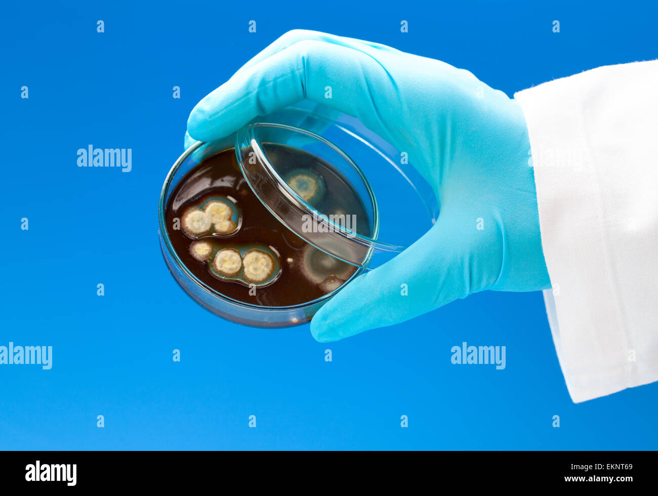 petri dish with bacterial colonies in the hand, on blue backgro Stock