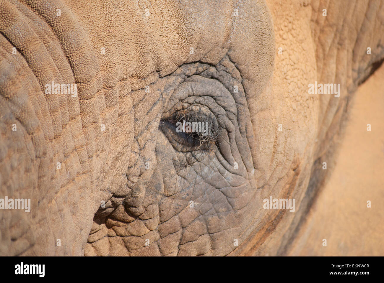Elephant Eye Stock Photo