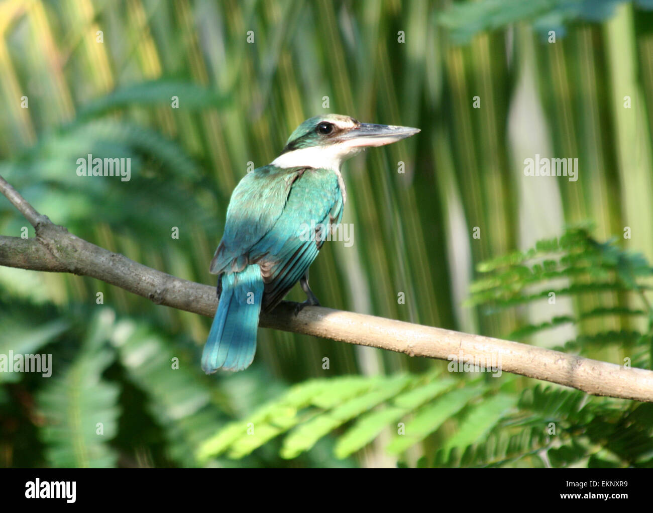 WhiteCollared Kingfisher, Todiramphus Chloris Stock Photo Alamy