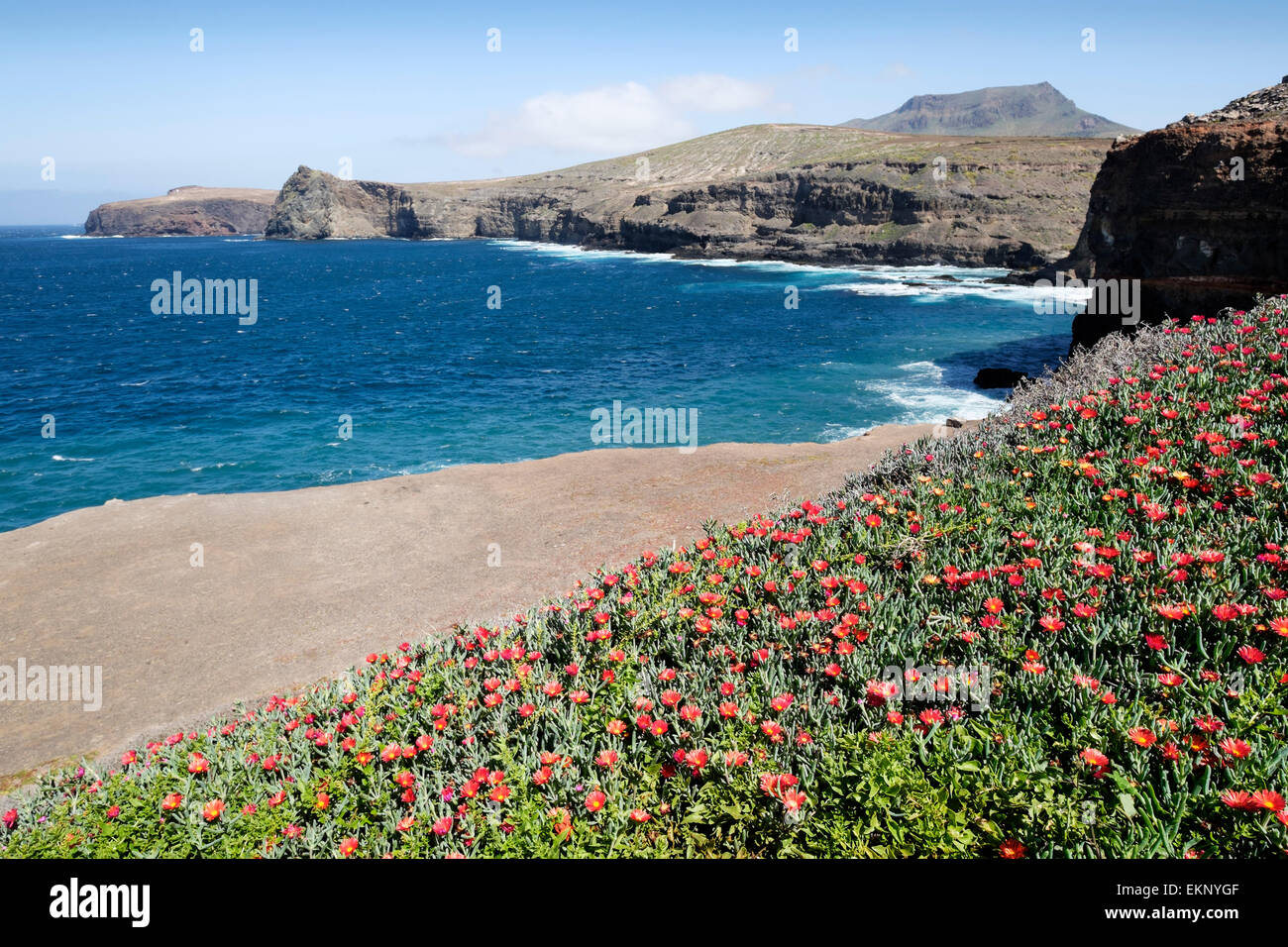 Delosperma Dyeri flowering on the coast at Puerto de Las Nieves, Agaeto, Gran Canaria, Spain Stock Photo