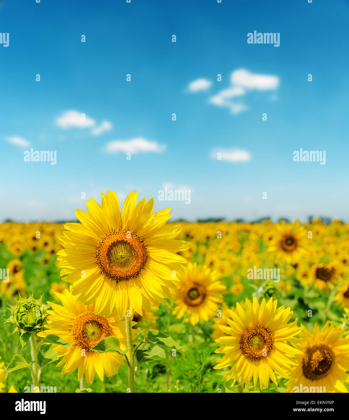 landscape with sunflower field and cloudy blue sky Stock Photo - Alamy