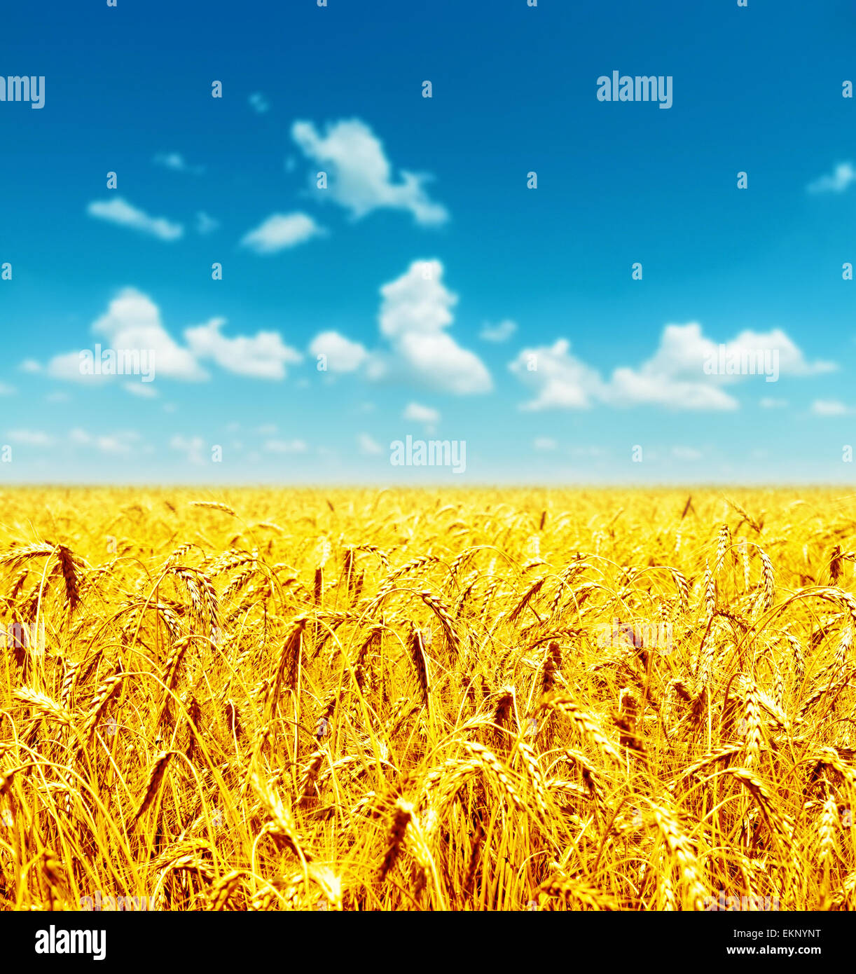 field of golden wheat under cloudy sky Stock Photo - Alamy