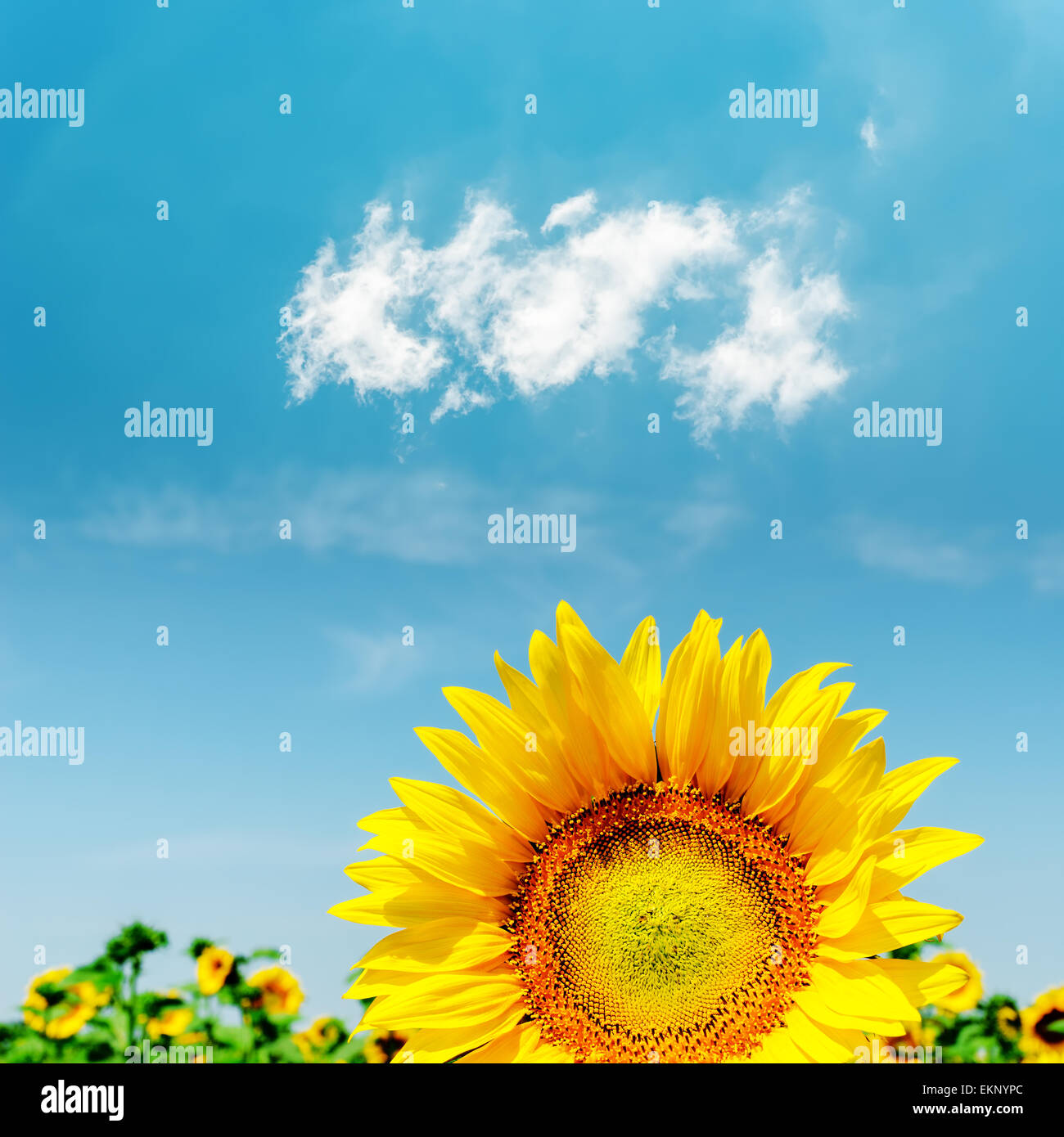 part of sunflower closeup and blue sky with clouds Stock Photo - Alamy