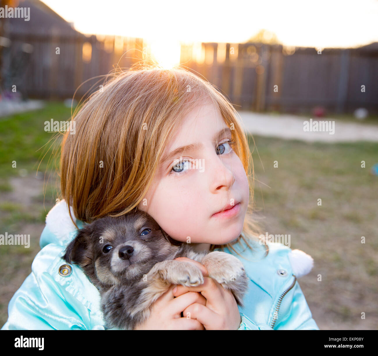 Blond children kid girl playing with puppy dog chihuahua Stock Photo ...