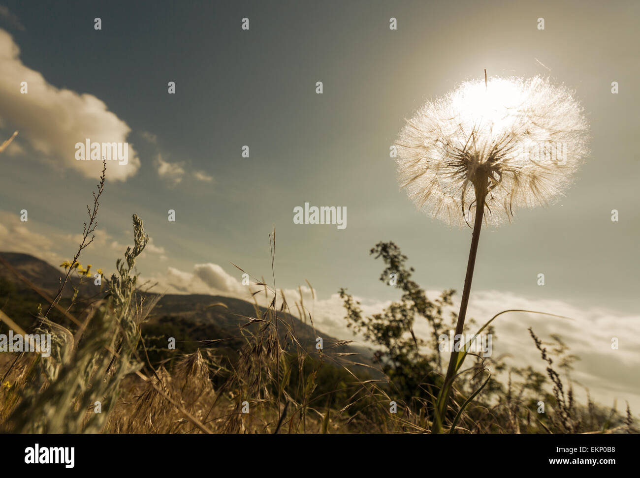 Dandelion shape hi-res stock photography and images - Alamy