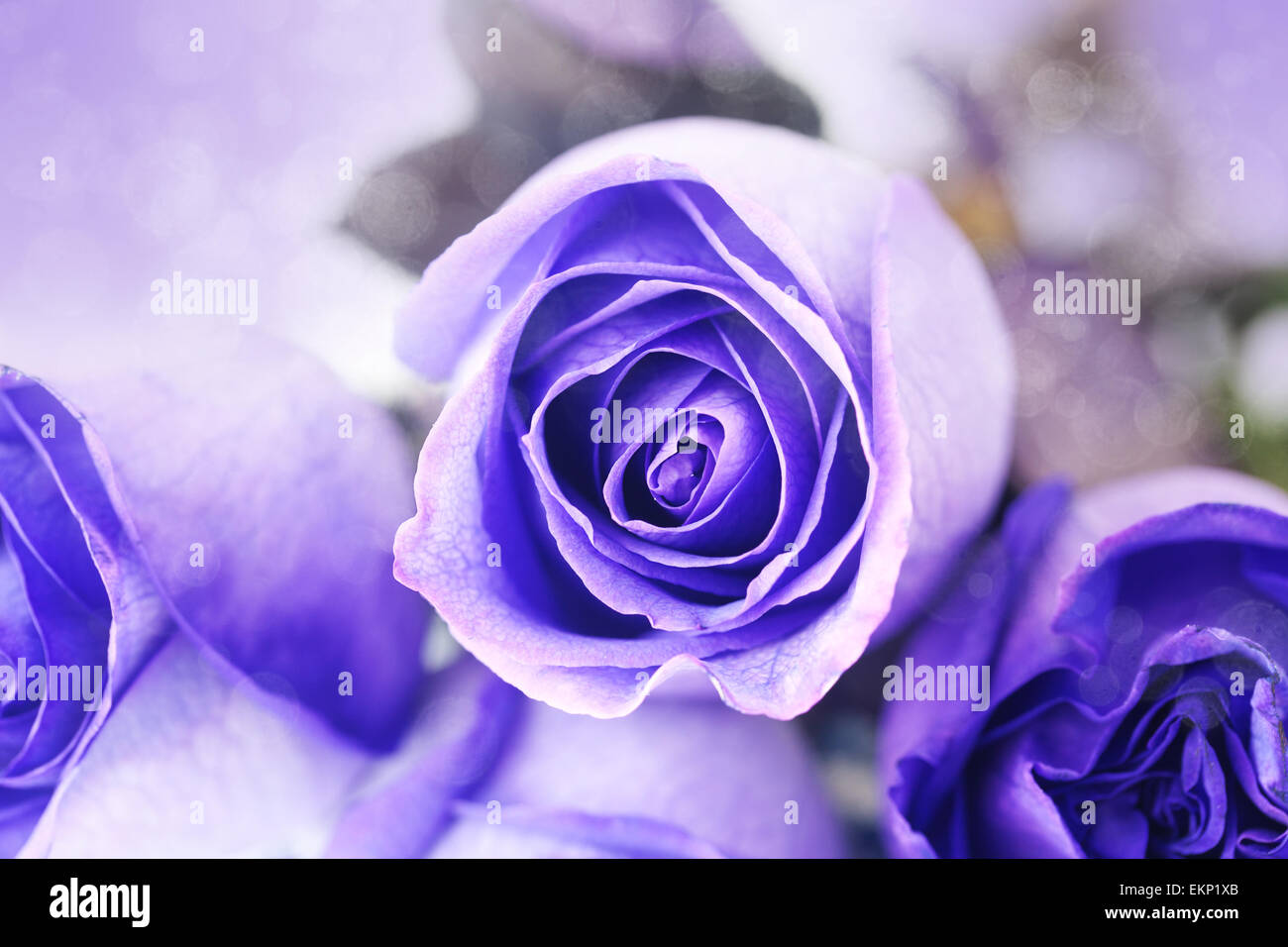 Blue And Red Roses Bouquet Of Violets
