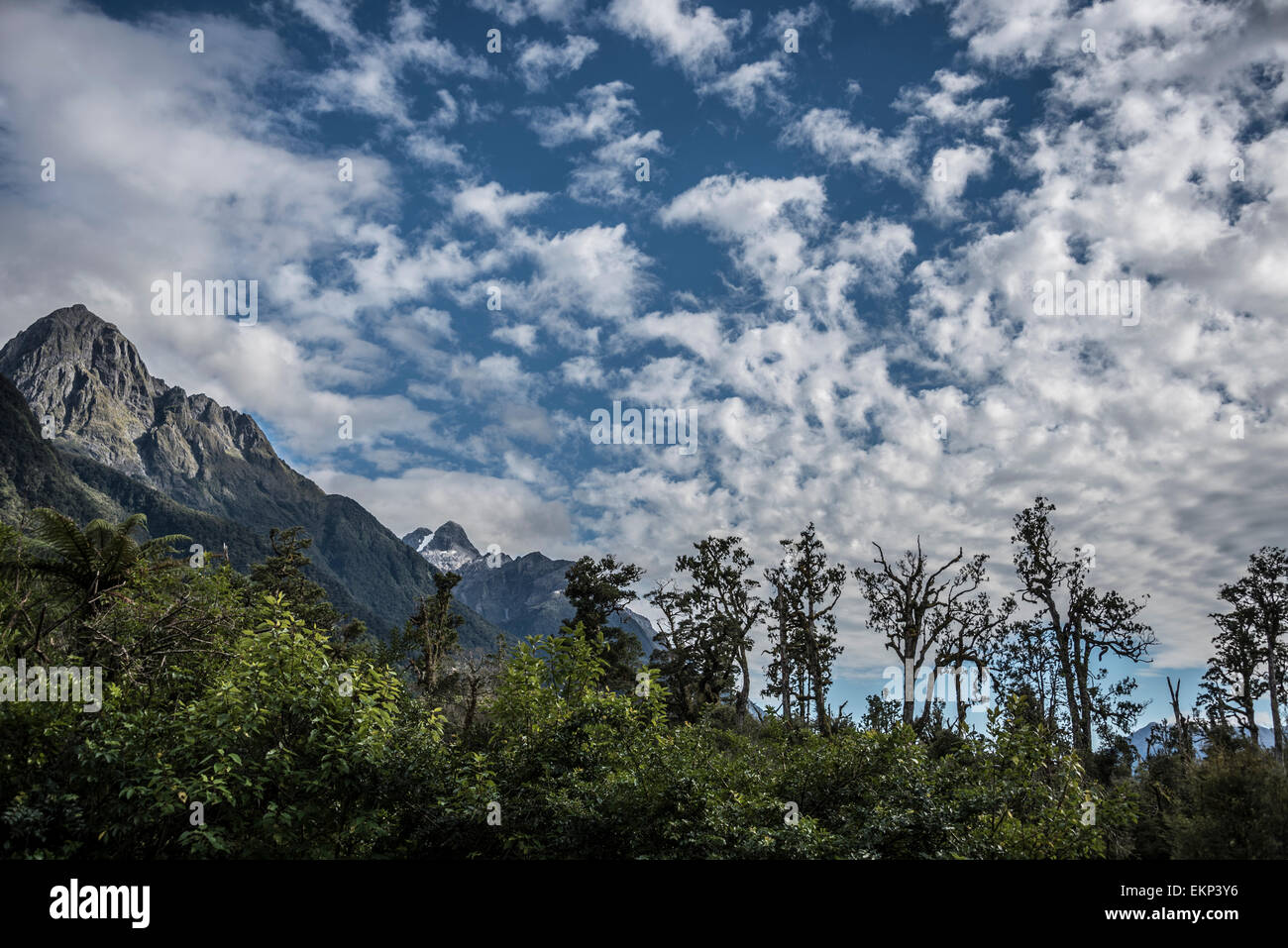 Hollyford Track landscape, south island, New Zealand. Stock Photo