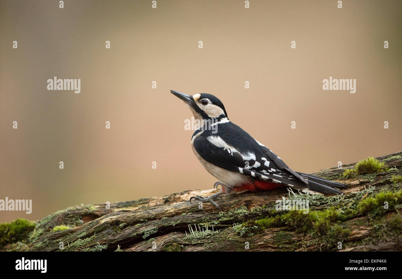 Great Spotted Woodpecker Perched On A Moss Covered Log In The Forest Of Dean Stock Photo