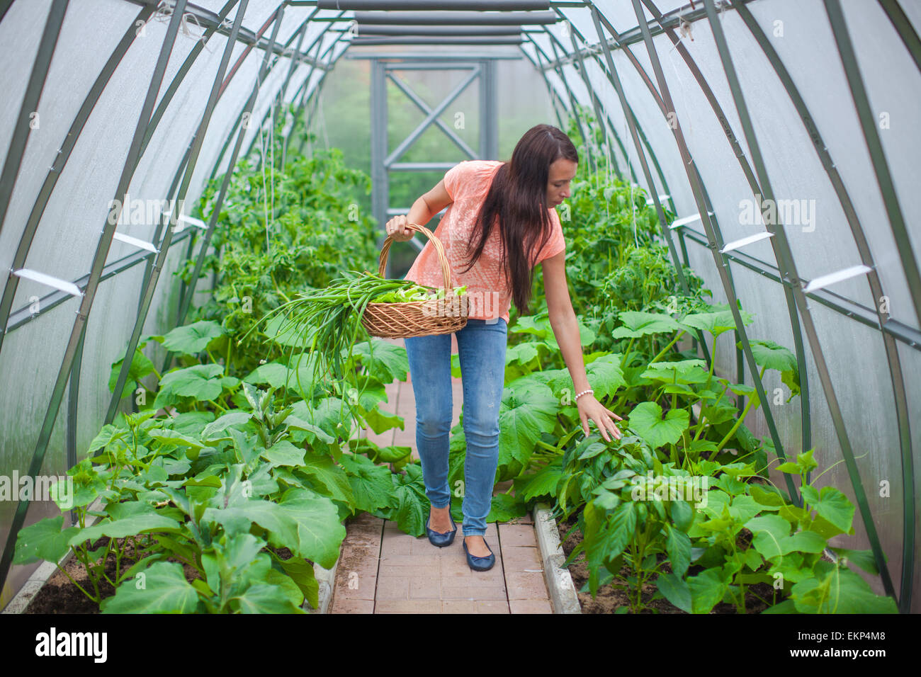 Young happy woman harvests in the greenhouse Stock Photo - Alamy