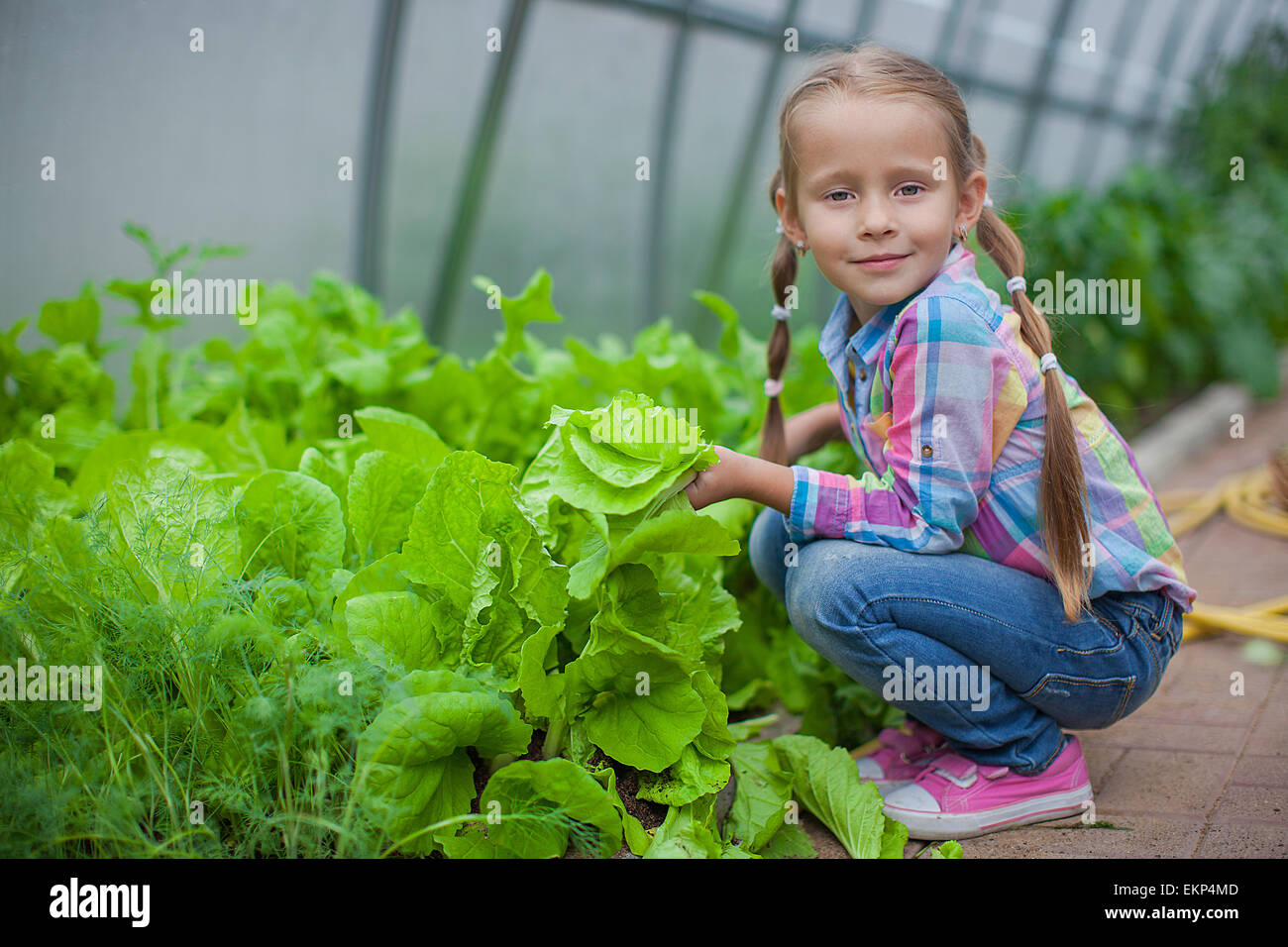 Nice little girl collects the crop in the greenhouse Stock Photo - Alamy