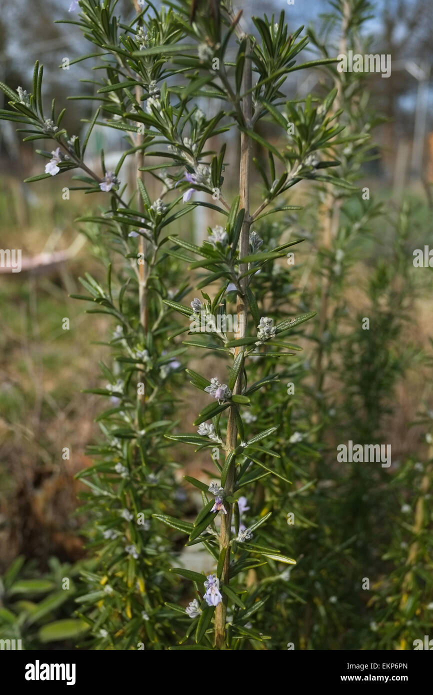 Rosemary herb growing in an allotment Stock Photo