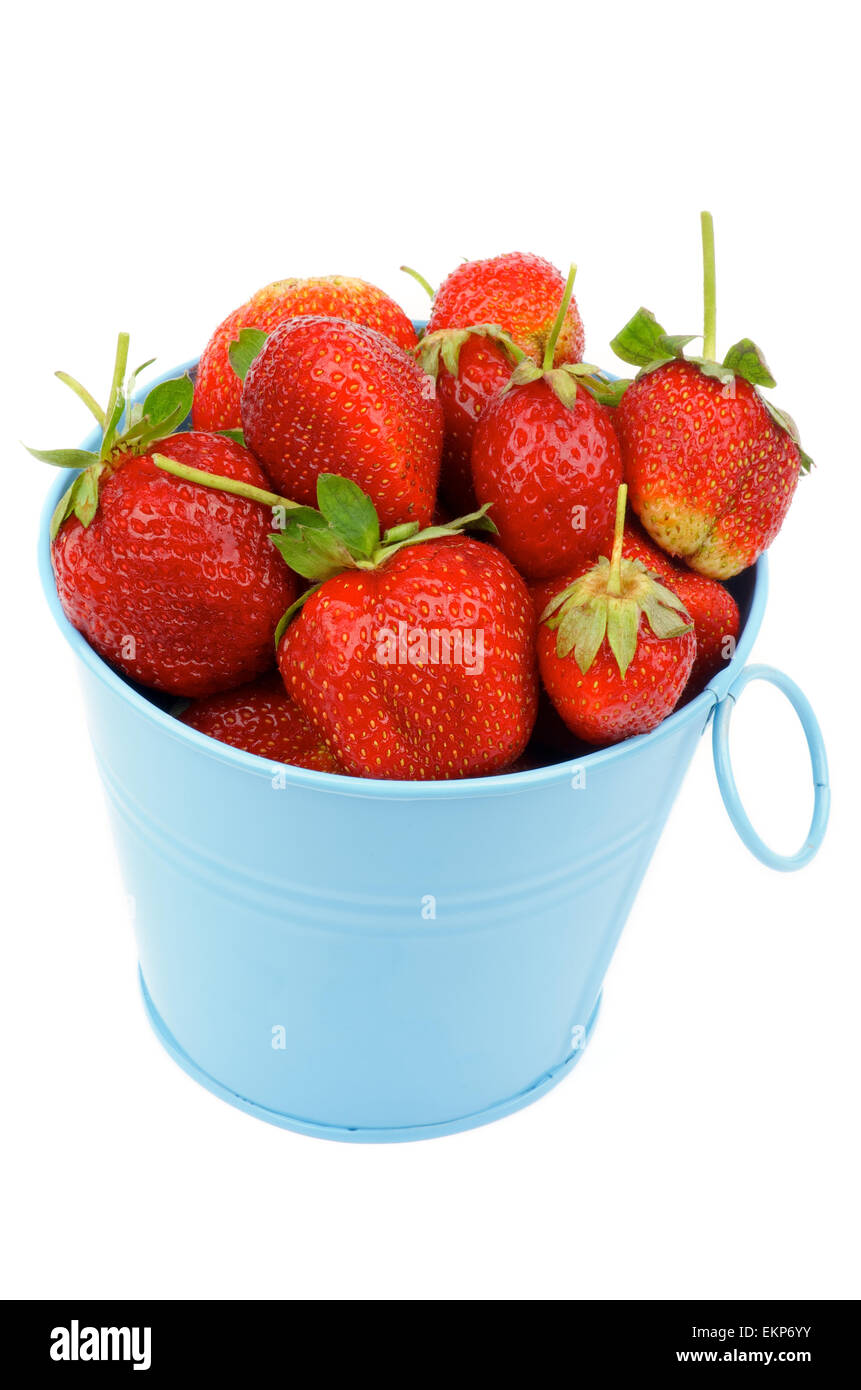 Strawberries in Blue Bucket Stock Photo - Alamy