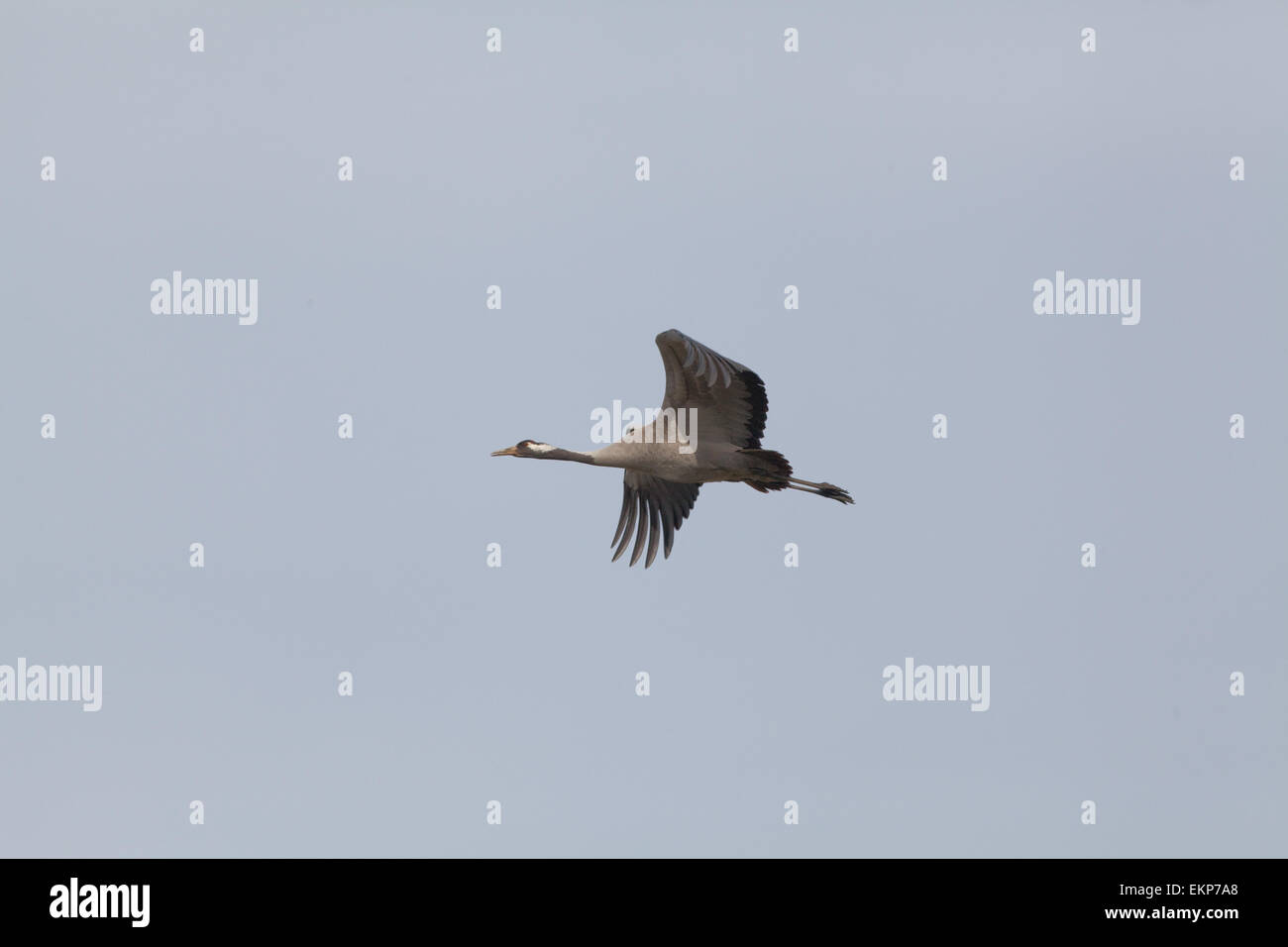 Eurasian or Common Crane (Grus grus). Sustained flight. Norfolk. East Anglia. UK. Stock Photo