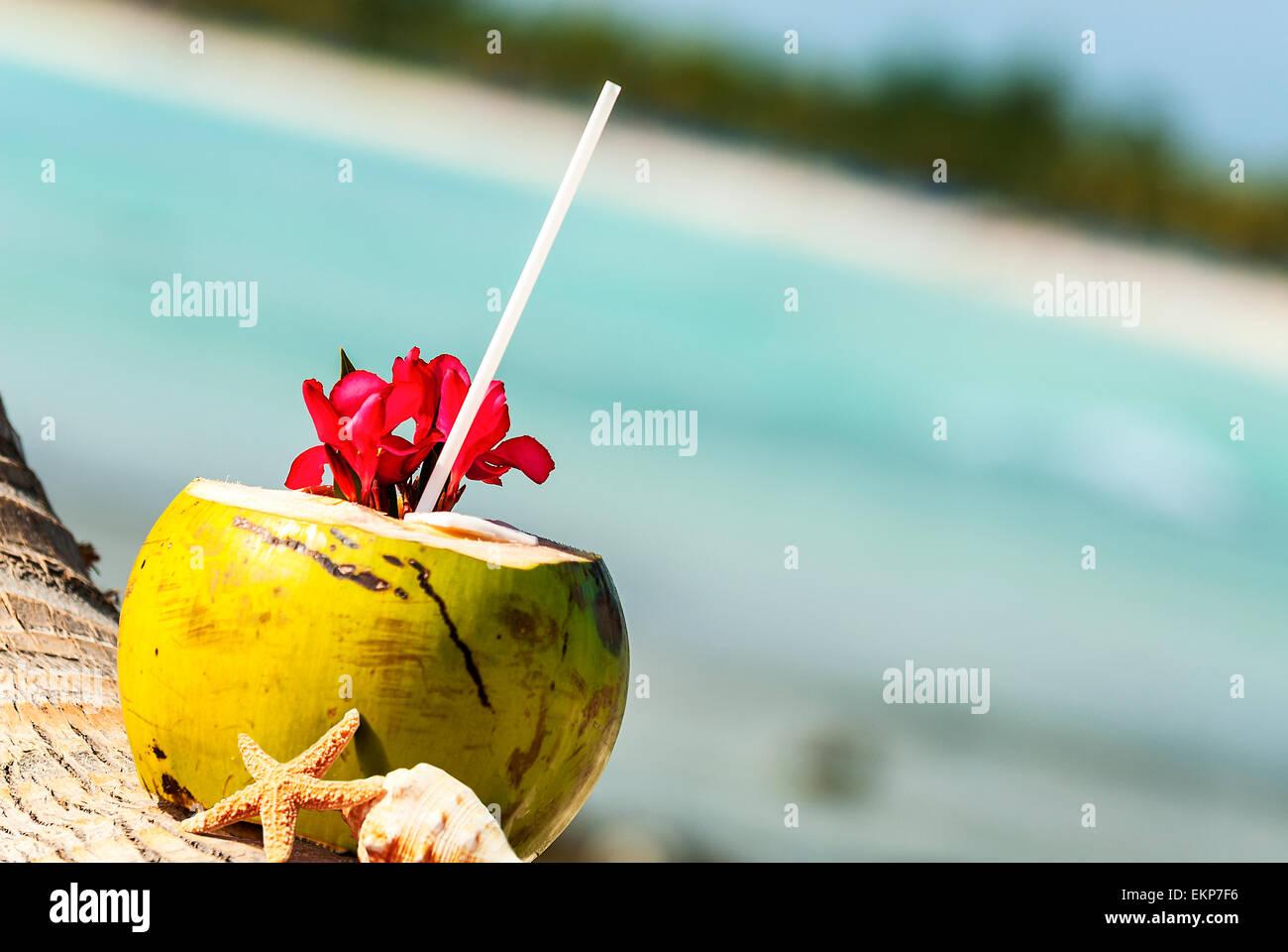 coconuts on the beach Stock Photo Alamy