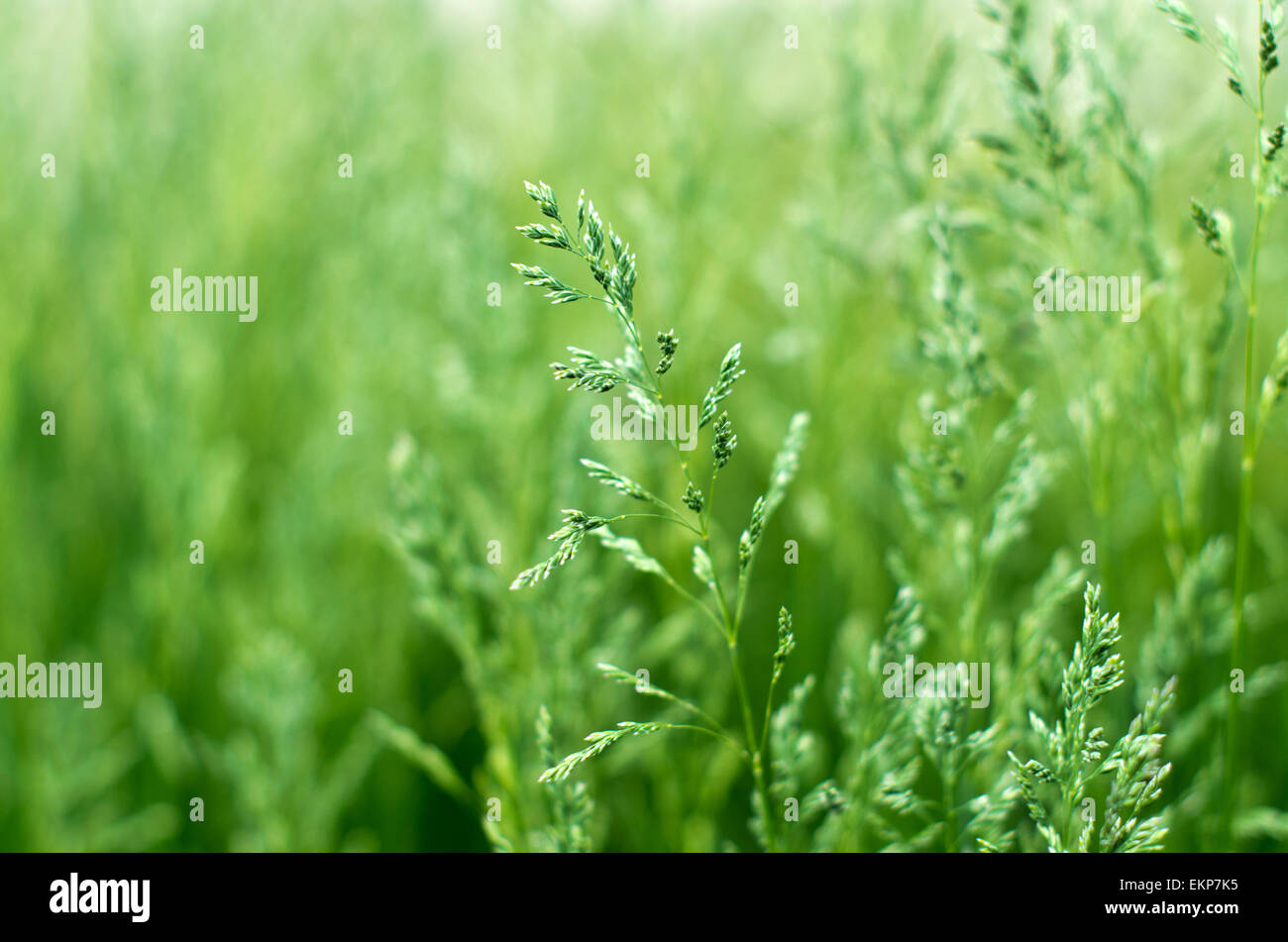 Lawn art design grass hi-res stock photography and images - Alamy