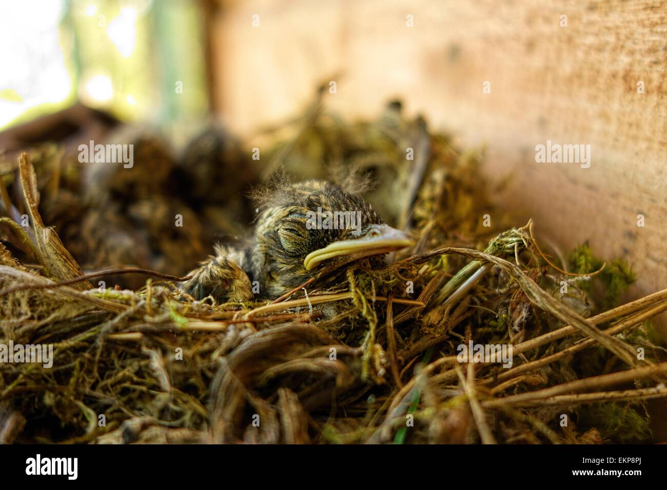Spotted flycatcher Stock Photo