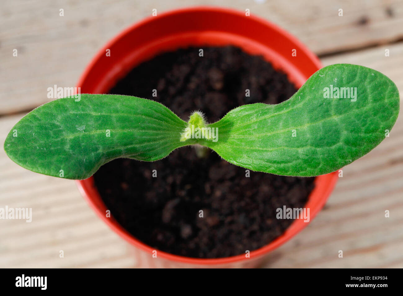Overhead view of a Jack-O-Lantern pumpkin seedling germinating indoors in a small plastic plant pot. Stock Photo