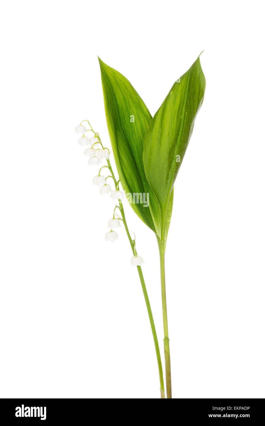 Lily of the Valley Stock Photo Alamy