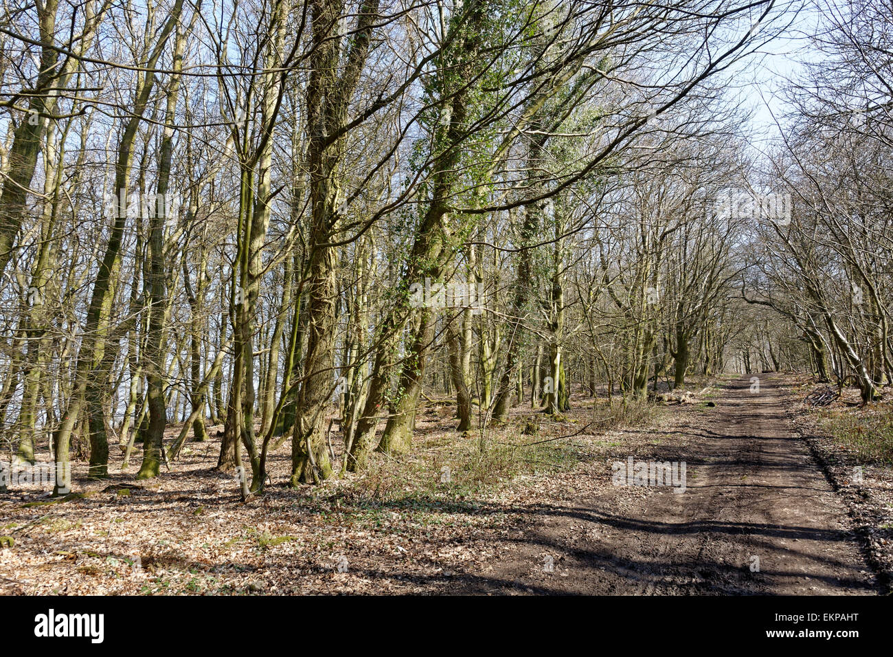 Tennyson Trail, Brighstone Forest, Isle of Wight, England, UK, GB Stock