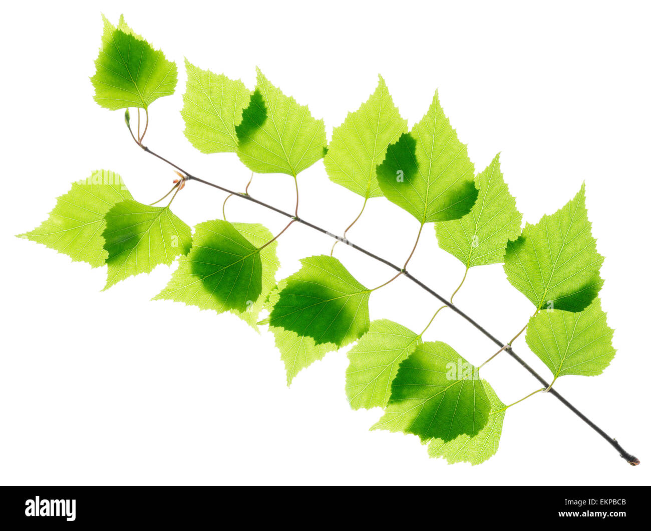 Birch twig with green leaves Stock Photo