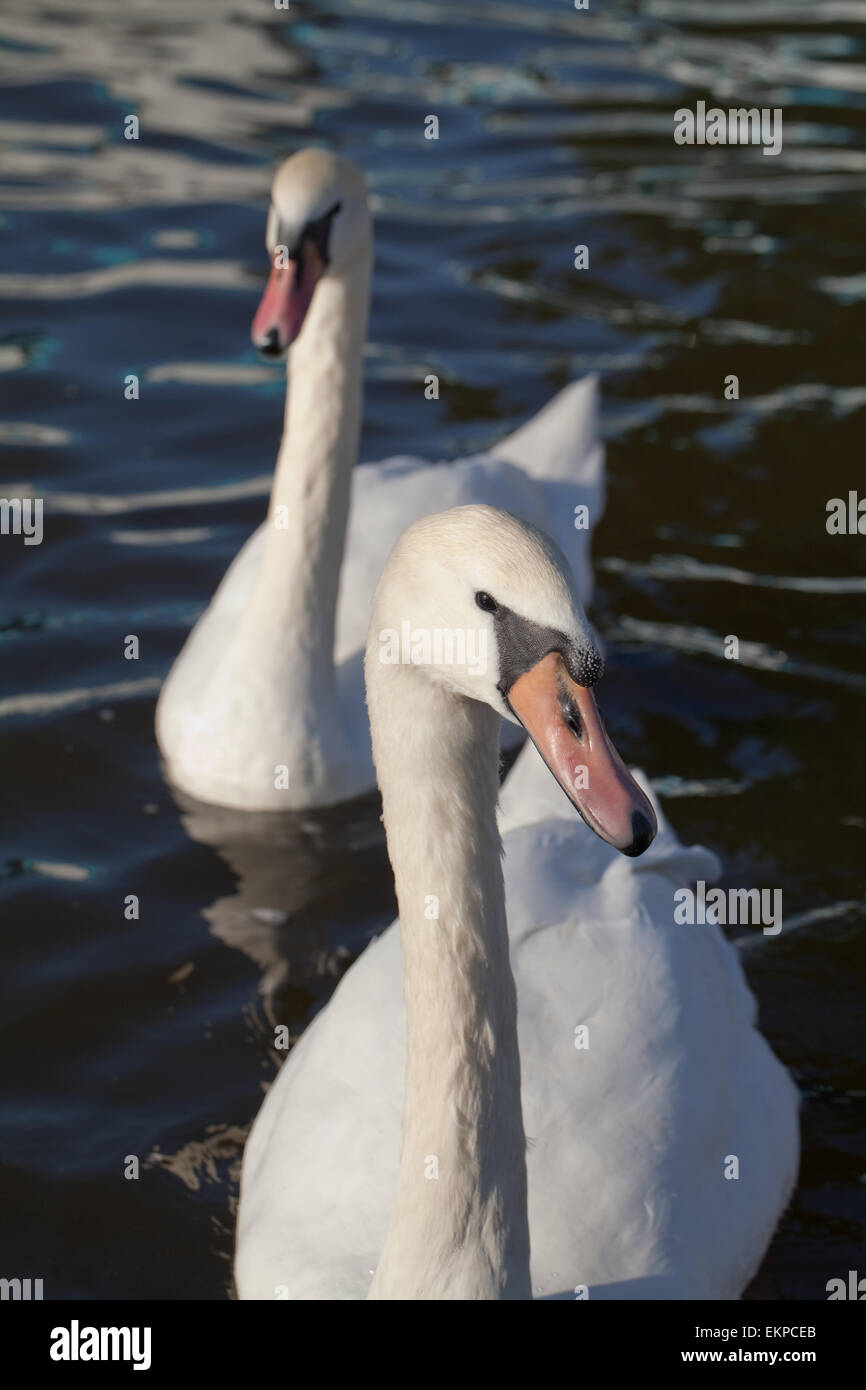Mute Swans (Cygnus olor). None-breeding birds awaiting food hand-outs from human visitors to Norfolk Broads. England. Stock Photo