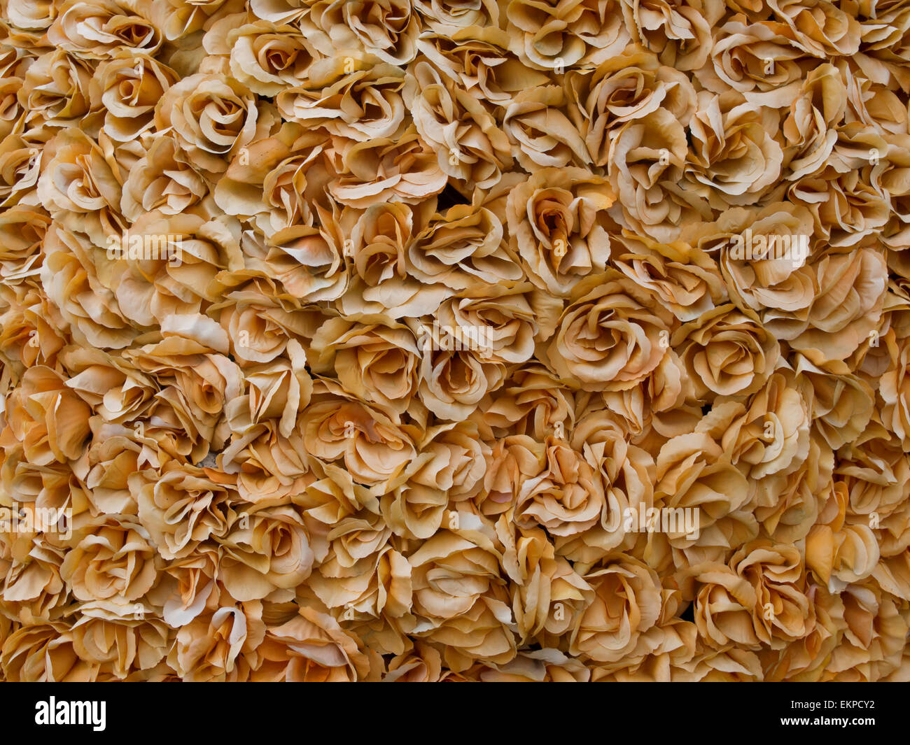 orange roses background Stock Photo - Alamy