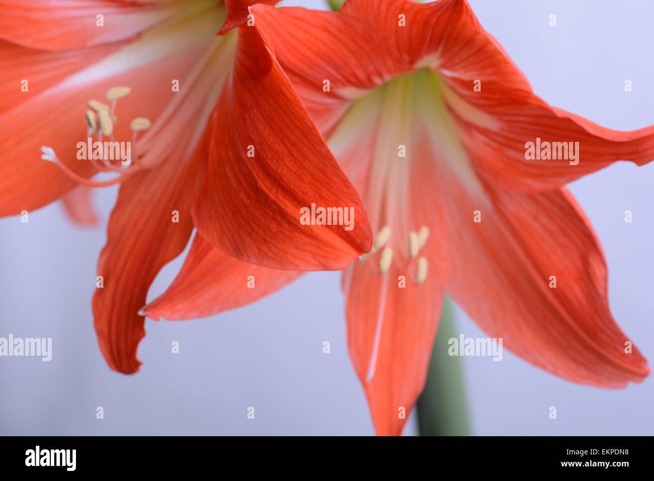 beautiful pink gladiolus, close up Stock Photo