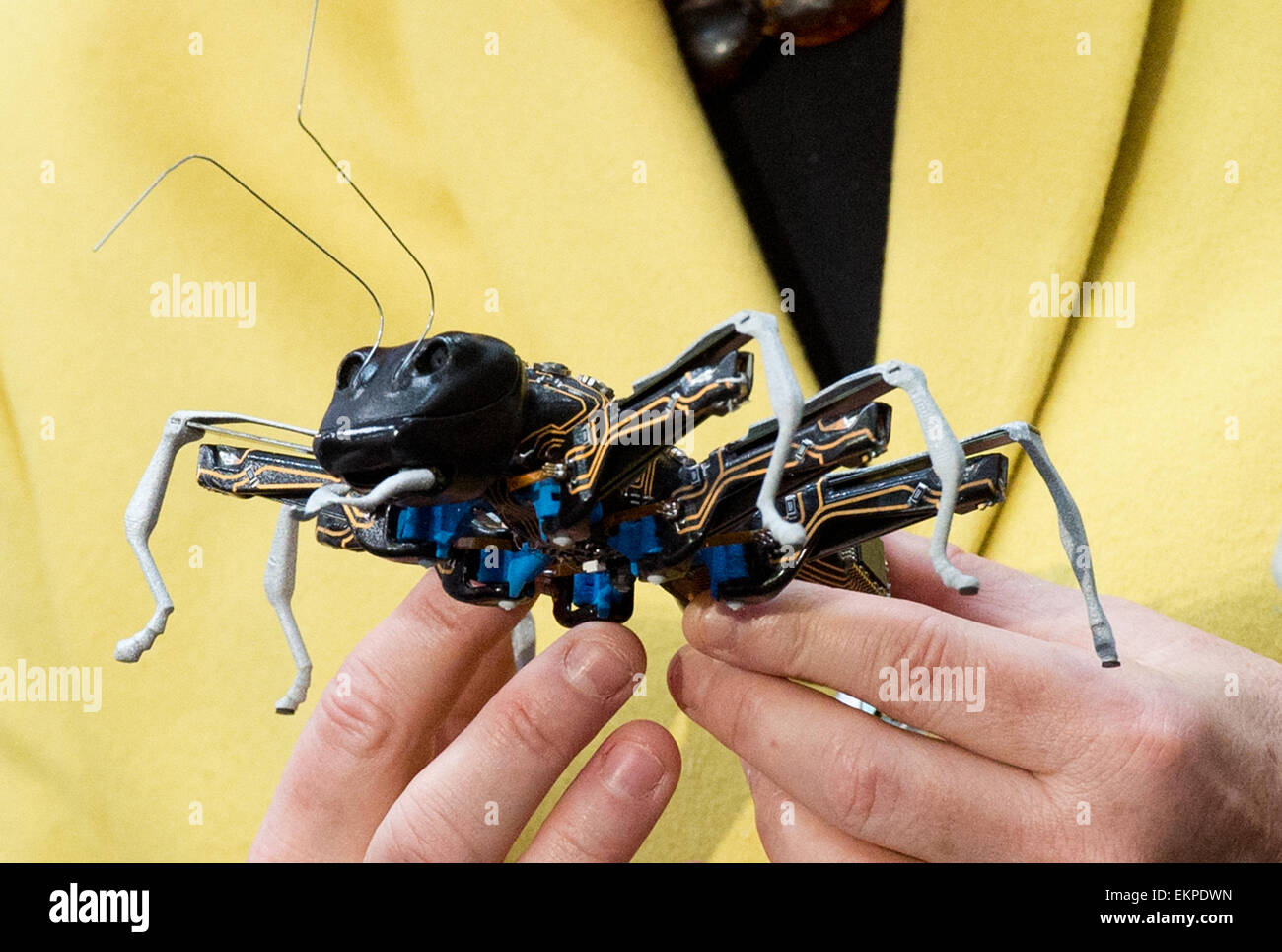 German Chancellor Angela Merkel (CDU) holds a robot ant 'BionicANTs' at the stand of the company Festo in her hands during the opening tour of the Hannover trade fair in Hannover, Germany, 13 April 2015. The industrial trade fair runs from 13 April until 17 April 2015. This year's partner country is India. Photo: JULIAN STRATENSCHULTE/dpa Stock Photo