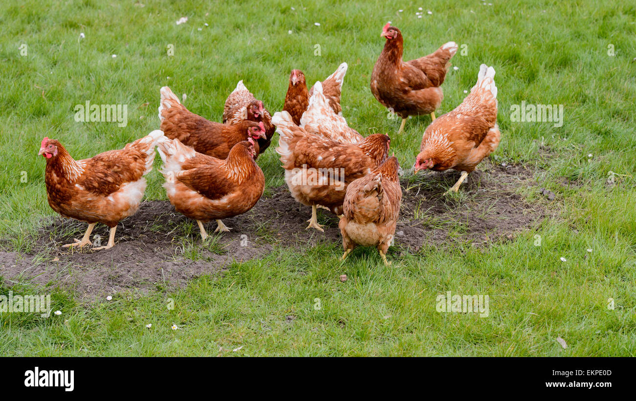 Free-range organic chickens on April 13, 2015 in Liebenberg (Loewenberger Land), Germany. Photo: picture alliance/Robert Schlesinger/picture alliance Stock Photo