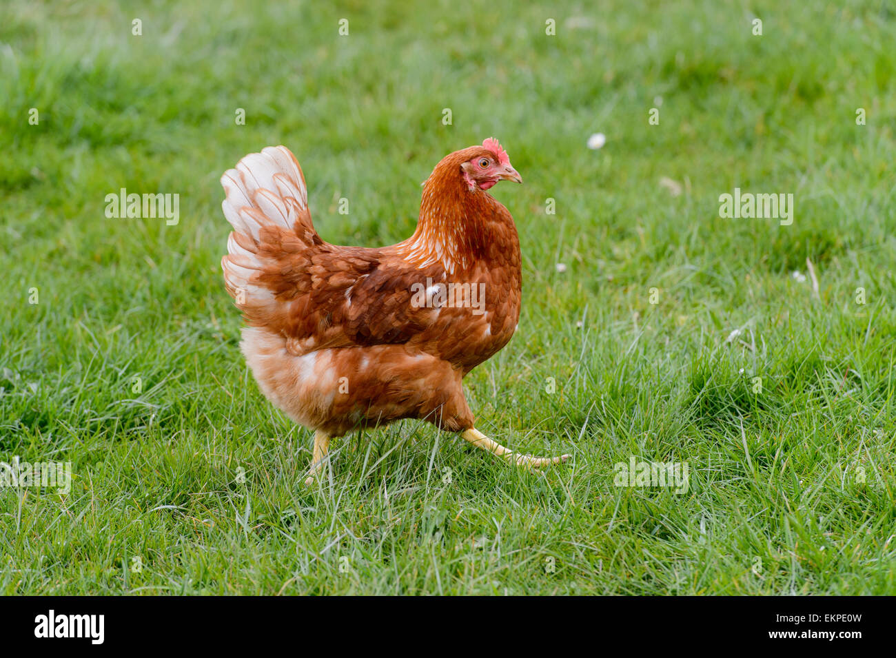 Free-range organic chickens on April 13, 2015 in Liebenberg (Loewenberger Land), Germany. Photo: picture alliance/Robert Schlesinger/picture alliance Stock Photo