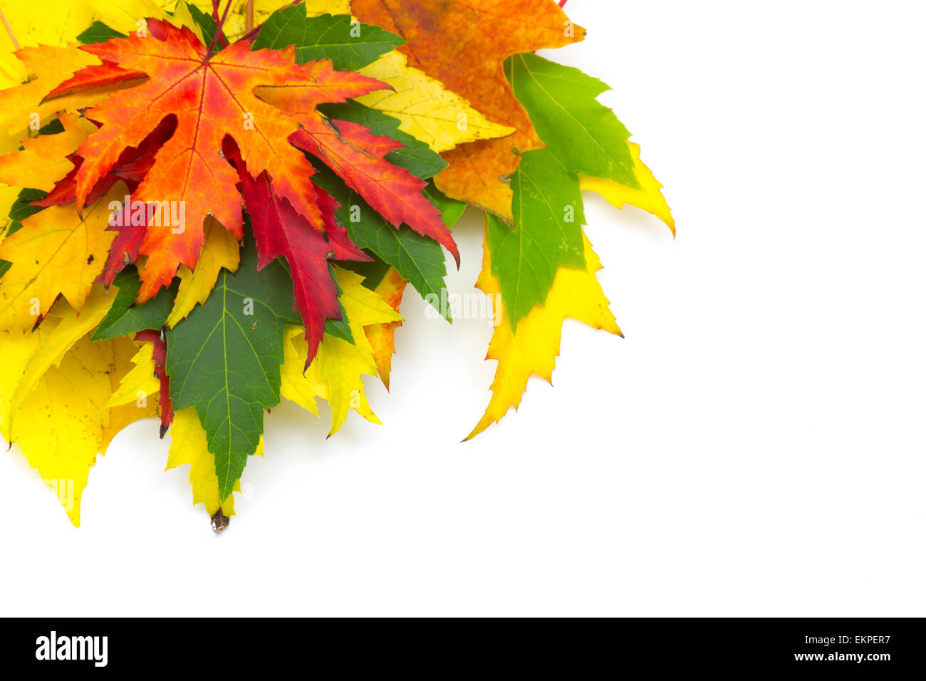 Orange colored maple leaf hi-res stock photography and images - Alamy