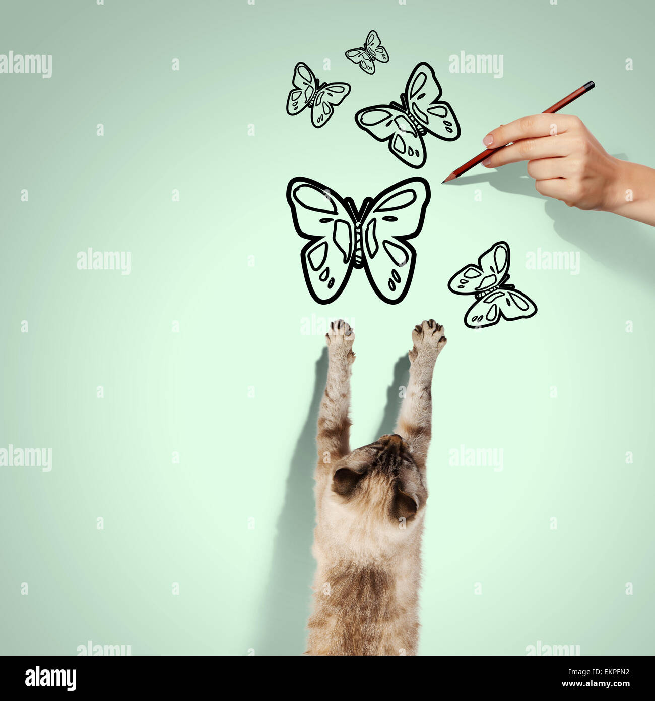 Cat Catching Insect Black cat catching insect hi-res stock photography and images - Alamy