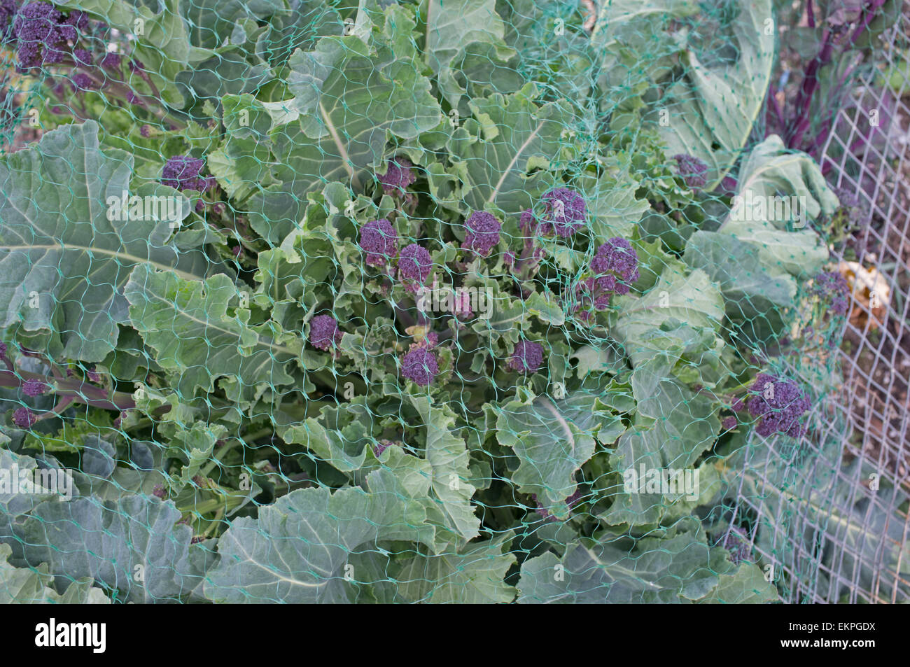 Purple sprouting broccoli protected by wire and netting to repel pigeons Stock Photo