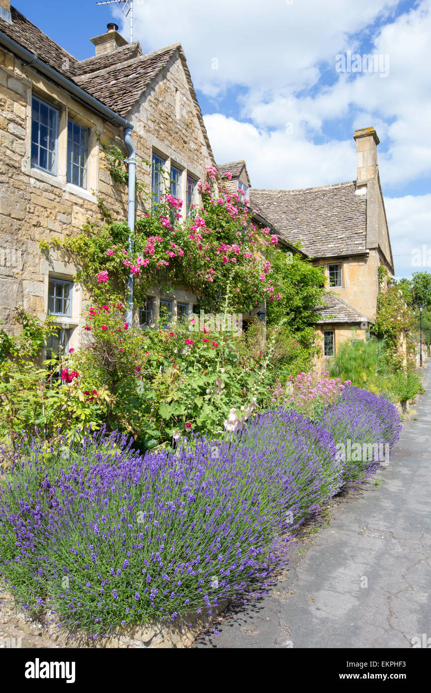 Lavender growing in front of Cotswold Cottages, Broadway, Worcestershire, England, UK Stock Photo